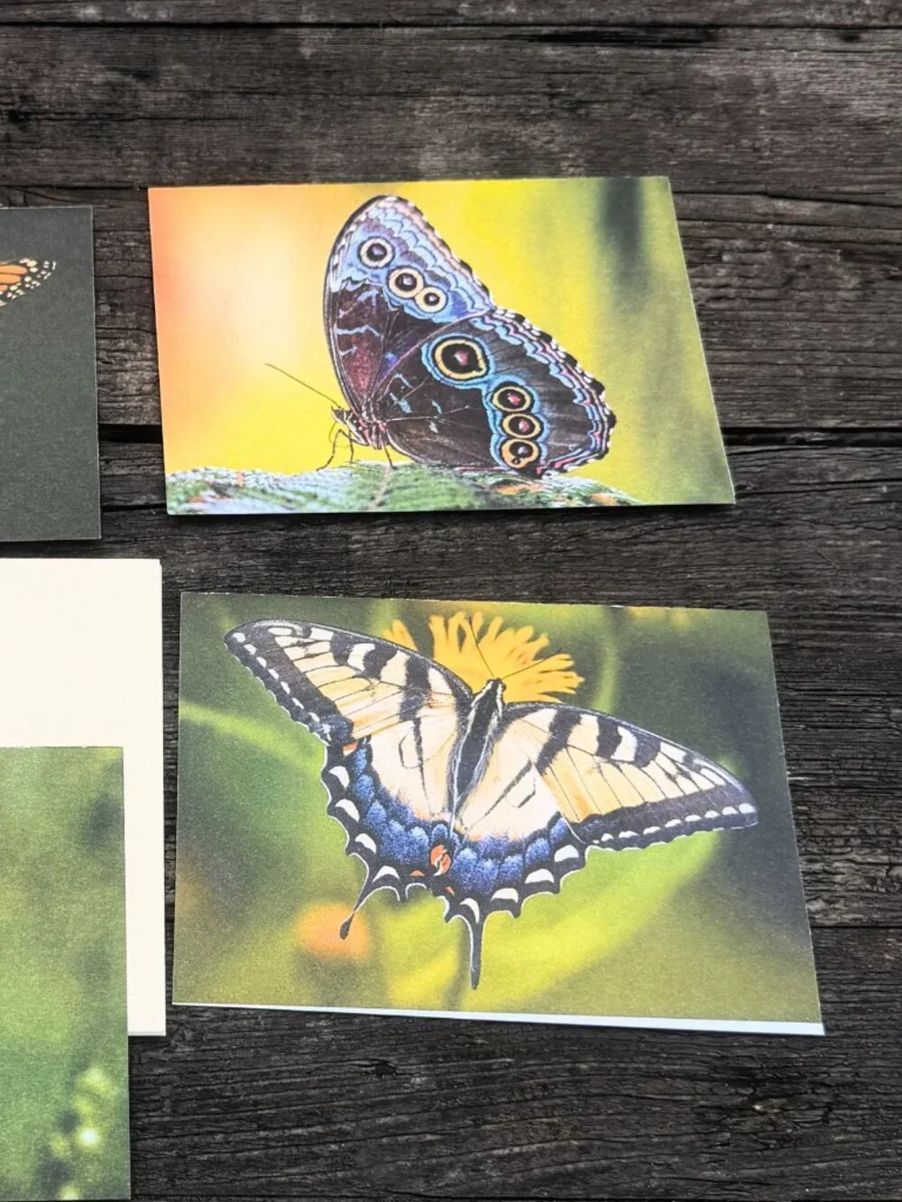 4 Vintage ENVIRONMENTAL DEFENSE FUND Monarch Butterflies Habitat Greeting Cards